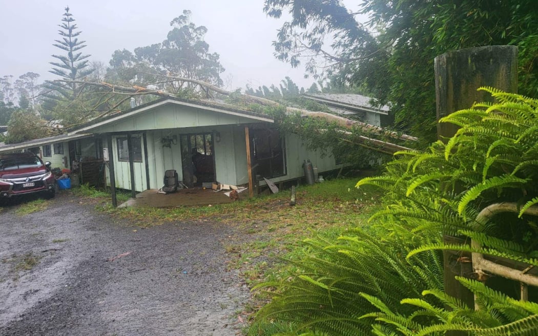 Gum tree fallen on Kerikeri House