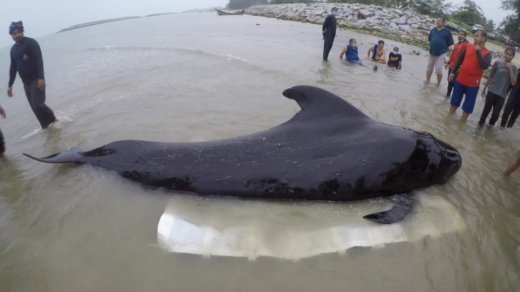 ThaiWhales volunteers and governmment marine veterinarians from Department of Marine and Coastal Resources rescuing a sick male pilot whale at sea in the coastal area of southern Thailand near the Malaysian border.