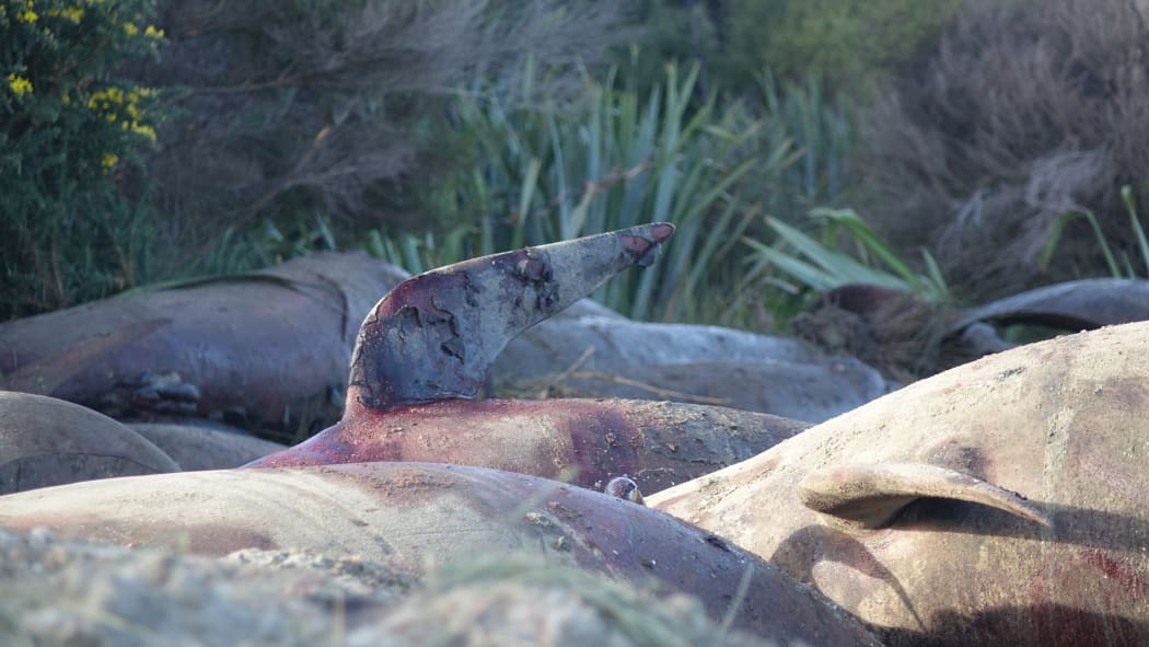 Dead whales on the beach.