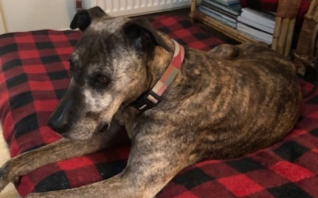 This is Nellie from Eastbourne. A month ago she got spooked by a freak, ferocious thunderstorm. She was then missing for nearly 2 weeks in the bush in the hills behind Eastbourne. We are very lucky she came back though exhausted and very thin. We are anxious to prevent another escape as she also hates fireworks, so she’s listening to the special concert programme.