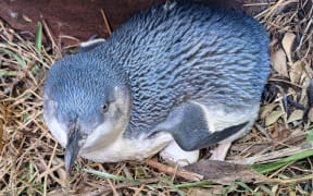 Early blue penguin eggs arrive at Ōamaru colony.