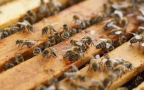 Beehive