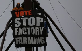 Dunedin animal rights activist Carl Scott on top of a farm silo tower to protest against factory farming
