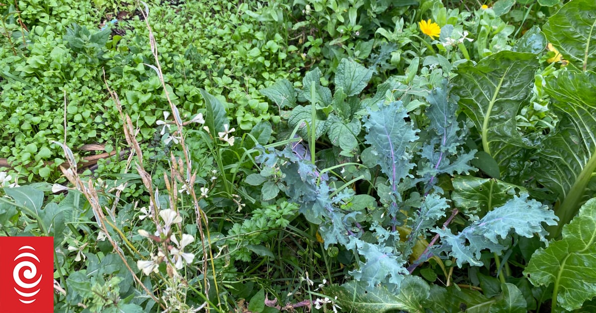 How to grow your own forage garden | RNZ