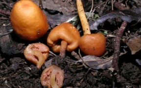 Fishy Pouch Fungus
