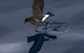 New Zealand storm petrel.