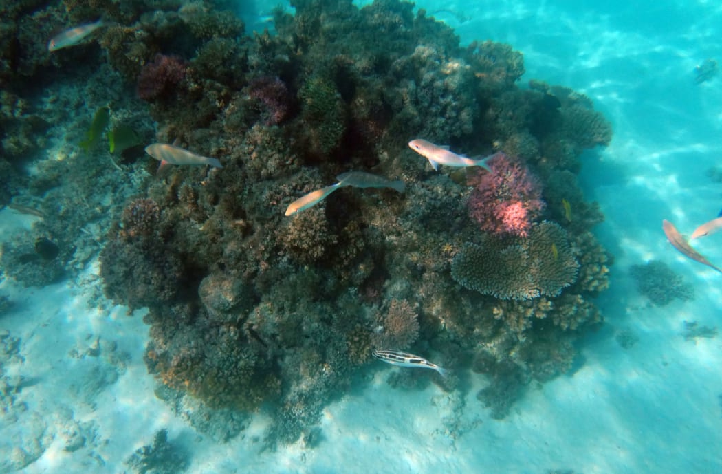 Sealife of Champagne Bay, Espiritu Santo, Vanuatu