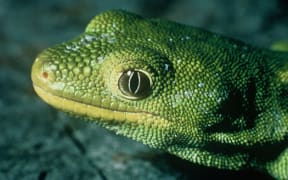 Nelson Green gecko / Naultinus stellatus