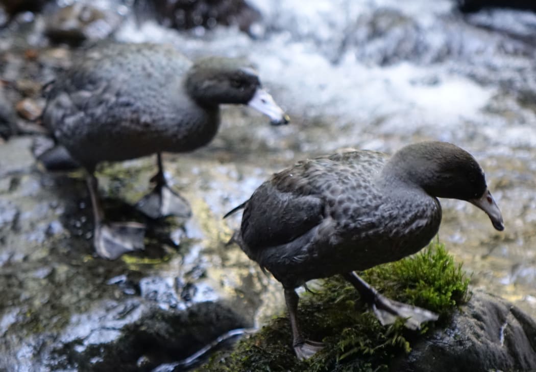 Two of the six whio released onto Mt Taranaki.