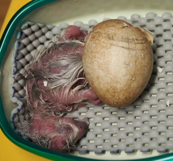 A just hatched kakapo chick, next to its eggshell. Taken in an incubator in captivity.