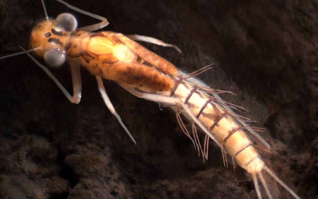 Aupouriella pohei