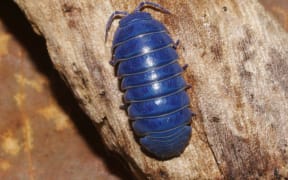 Isopod iridescent (slater)