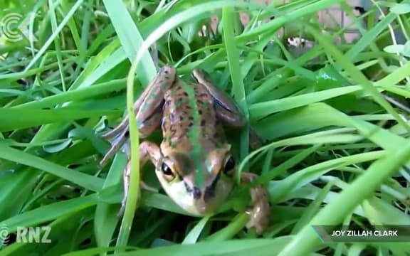 Frog invasion plagues Papamoa