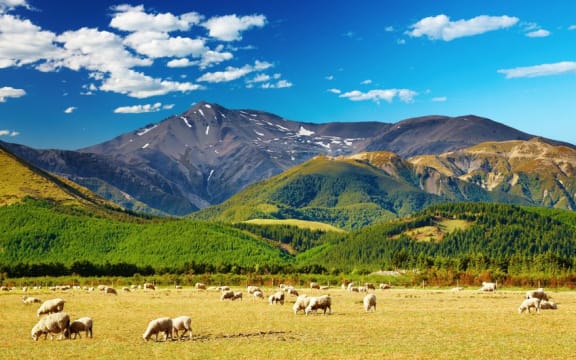 NZ landscape