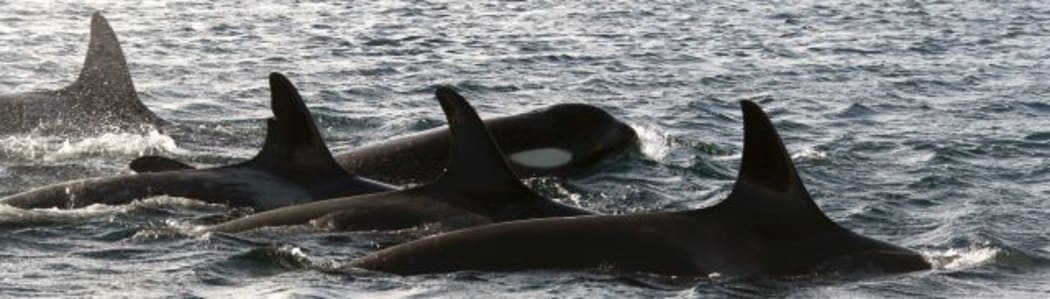 Photo-identification is the main non-invasive technique that researchers use for identifying orca. Individuals can be told apart by subtle differences in colouration, nicks on the dorsal fin and scars.