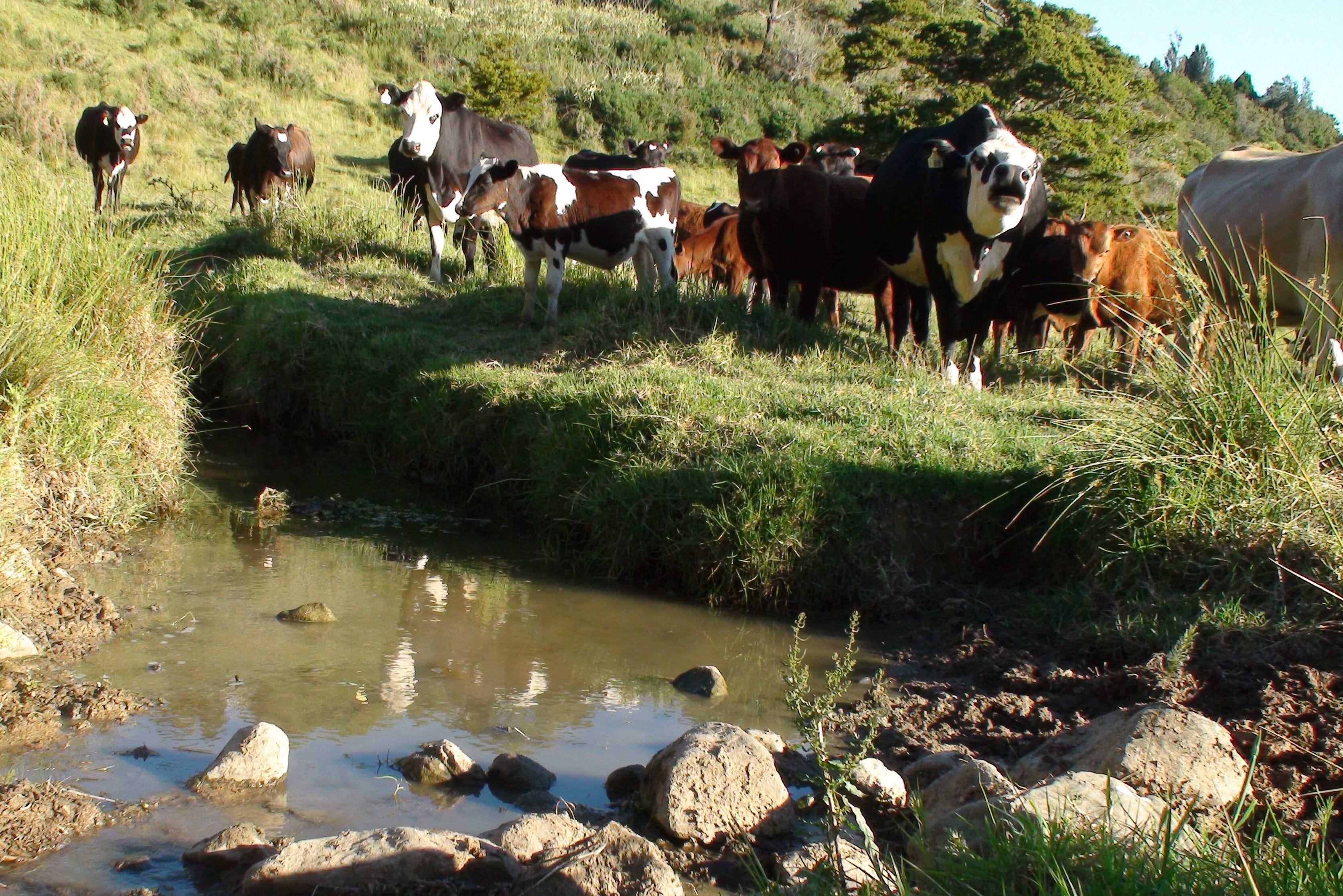Hatea River