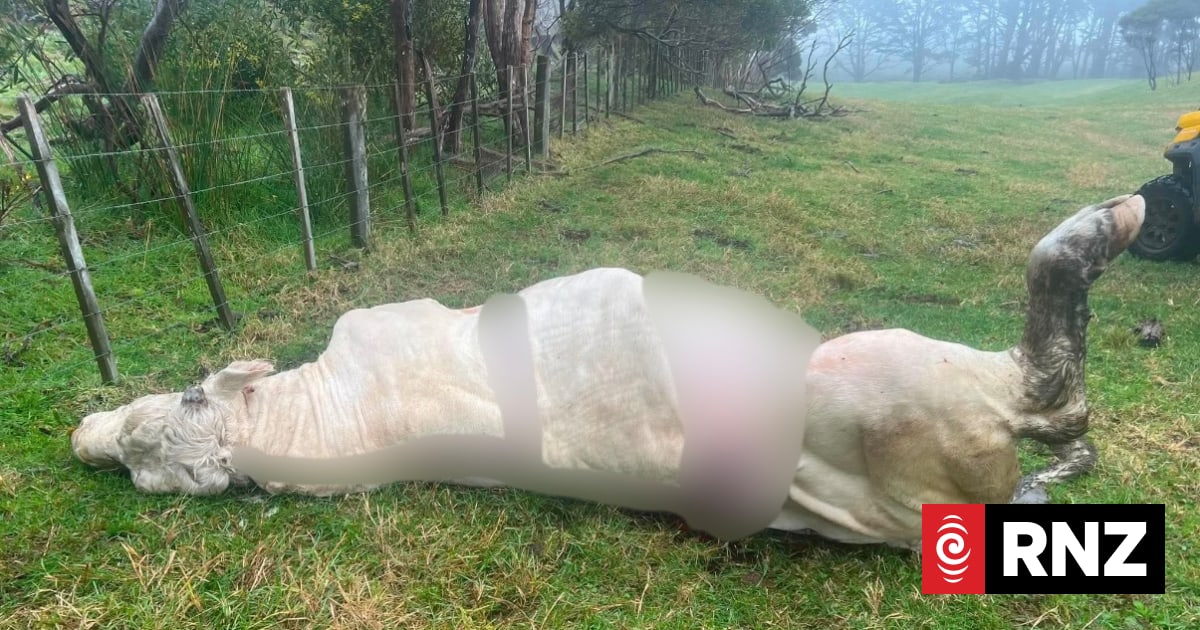 Far North family furious after prized bull shot, butchered on farm property