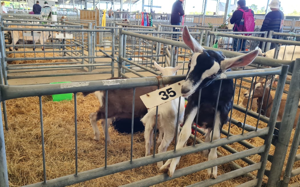 Canterbury A&P Show Country Life