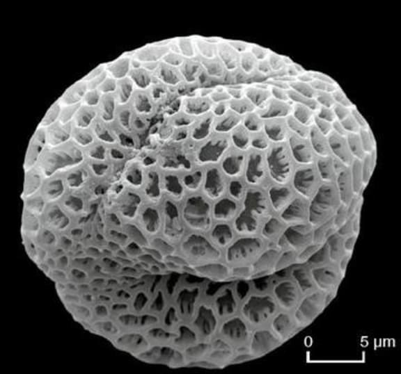 Pollen grain. Each plant species has a distinct and recognisable type of pollen grain - this one is very honeycombed.