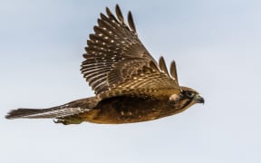 NZ falcons are superb fliers, capable of reaching high speeds as they pursue small birds.
