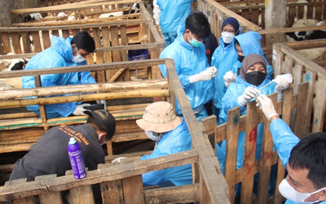 Health workers give vaccinations to livestock to prevent the spread of foot-and-mouth disease (FMD) in Bogor region, West Java, Indonesia on 6 July, 2022. Indonesia's agriculture ministry said the disease had been found in 18 of the country's 34 provinces.