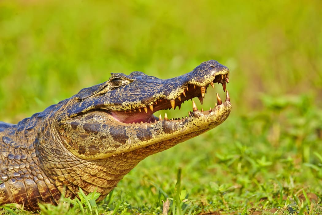 Alligators have been spotted near Olympic venues in the western part of Rio de Janeiro.