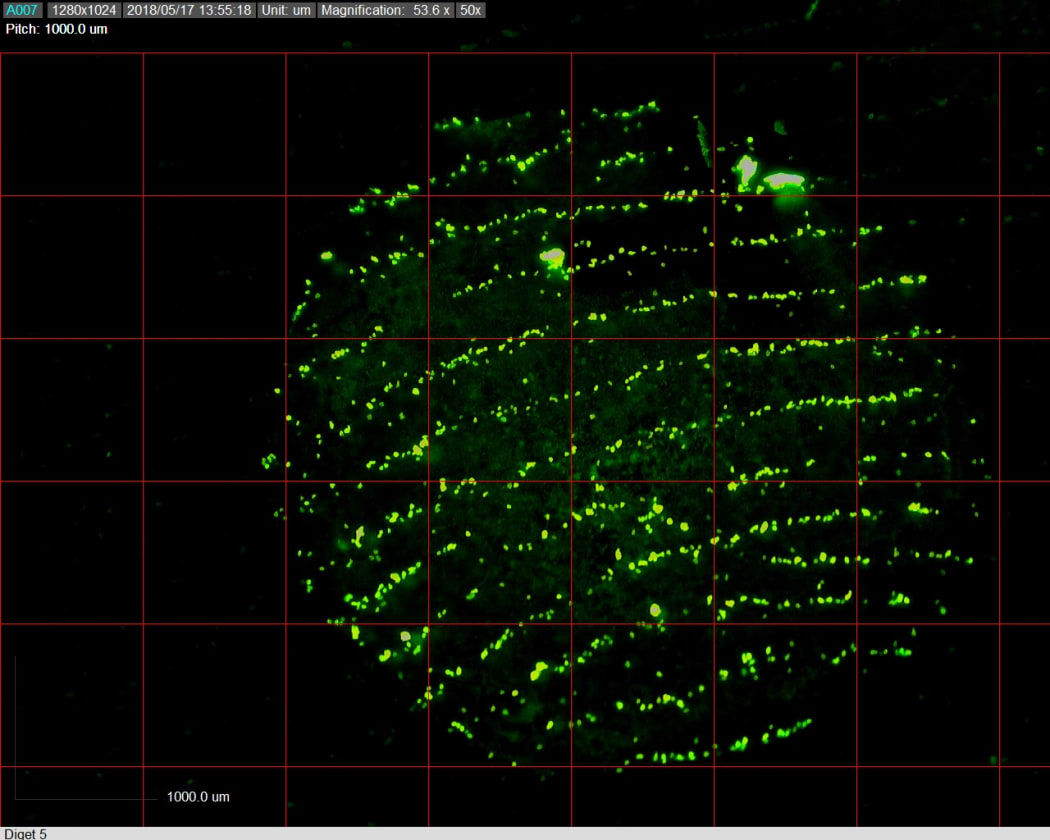 A fluorescent dye highlights DNA left on a fingerprint.