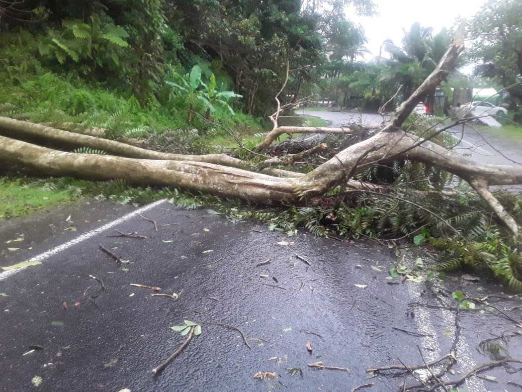 Multiple fallen trees blocking the roadway at Colo-i-Suva.