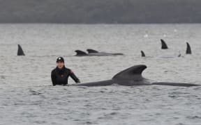 Rescuers work to save a pod of whales stranded on a sandbar in Macquarie Harbour on the rugged west coast of Tasmania.