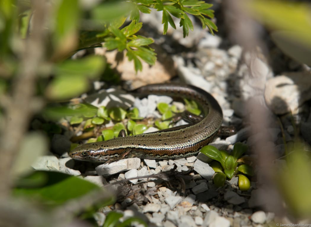 Te Kakahu skink