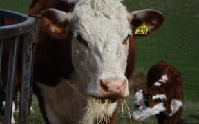 cattle beast