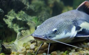 A catfish