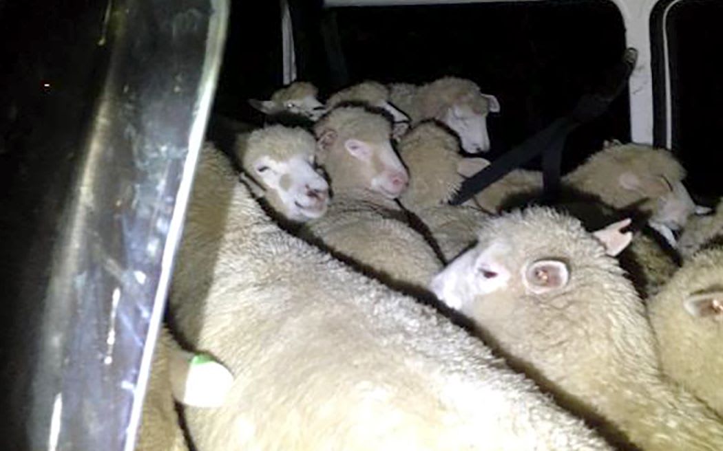 Police found 22 sheep crammed into a van.