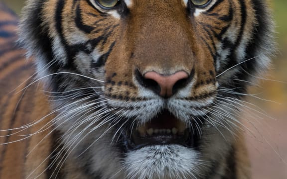 This handout photo released by Wildlife Conservation Societys Bronx Zoo on April 5, 2020 shows the Malayan tiger Nadia who tested positive for Covid-19.