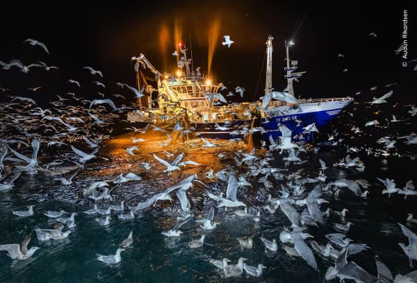 The Feast by Audun Rickardsen, Norway. Feeding time near an Atlantic fishing vessel during a polar night in northern Norway