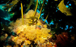 The ocean is home to thousands of marine organisms, such as the yellow bryozoans growing at the base of the marine algae, Ecklonia radiata.