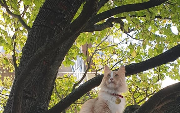 Mittens on one of his regular city forays.