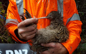 At the Orokonui Ecosanctuary near Dunedin, conservation staff have been running around the bush covered in mud on a kiwi harvest.