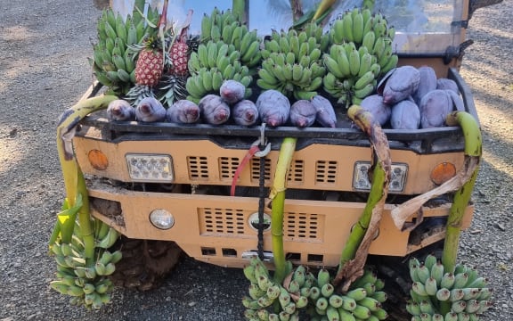 Tropical Fruit Growers of New Zealand chair Hugh Rose's banana harvest.