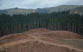 Pine trees are harvested on a hillside in southern Hawke's Bay