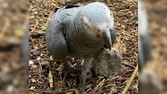 One of the swearing parrots.
