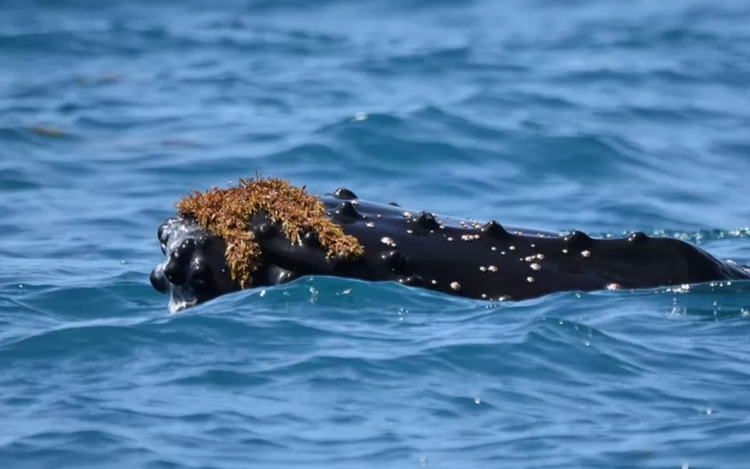 Some individuals kept kelp and seaweed on their heads for more than 30 minutes at a time.