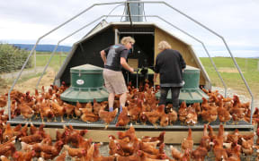 Te Waewae egg farm