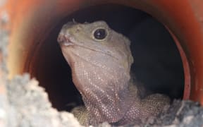 Invercargill's new tuatara enclosure will be unveiled and named on 7 June.