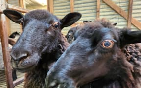 The Gotland breed has a brown-coloured fleece and is named after the Swedish island of Gotland