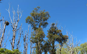 Dead and alive ōhi'a trees on Hawai’i island.