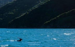 A deer takes a swim across Queen Charlotte Sound in the Marlborough Sounds.