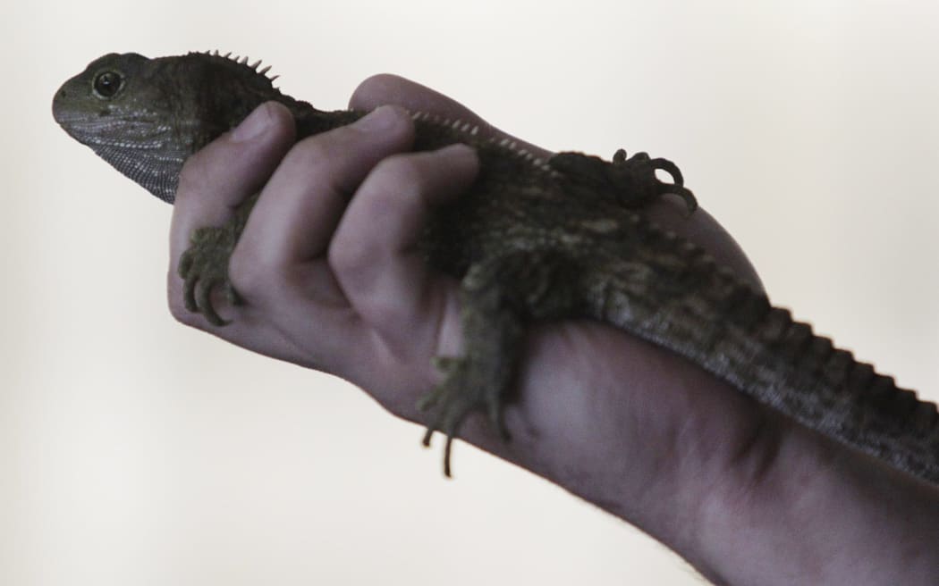 One of EcoWorld’s Cook Strait tuatara on a school visit to Witherlea School, in Blenheim, in 2011