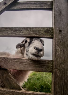 goat in fence