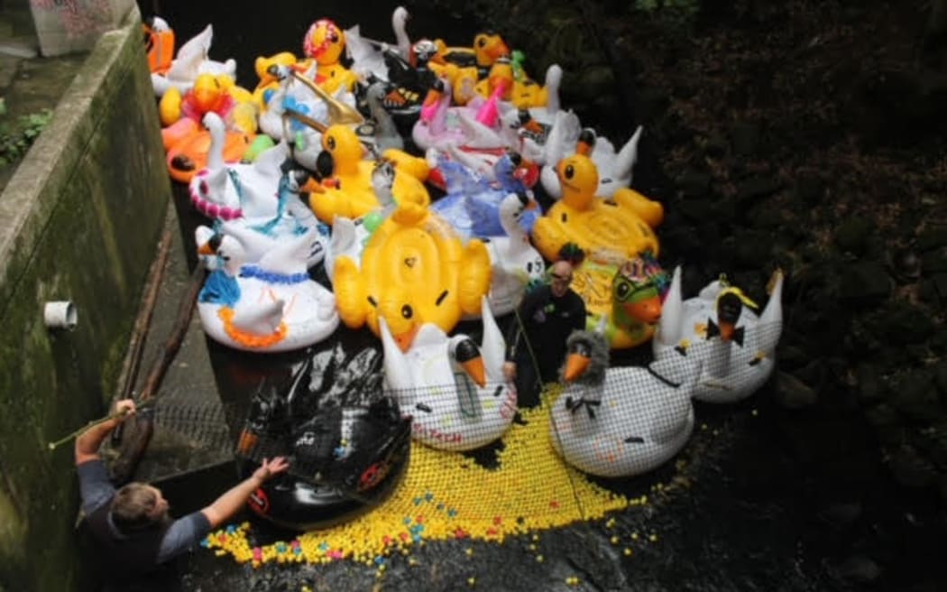 Hundreds of yellow rubber ducks and large, inflatable swans crowd around a stream with a net guarding the starting line.